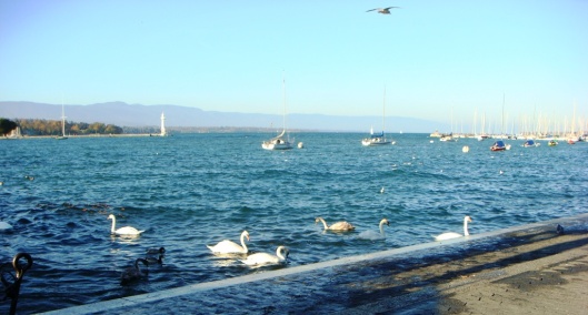 Swans by the Lake